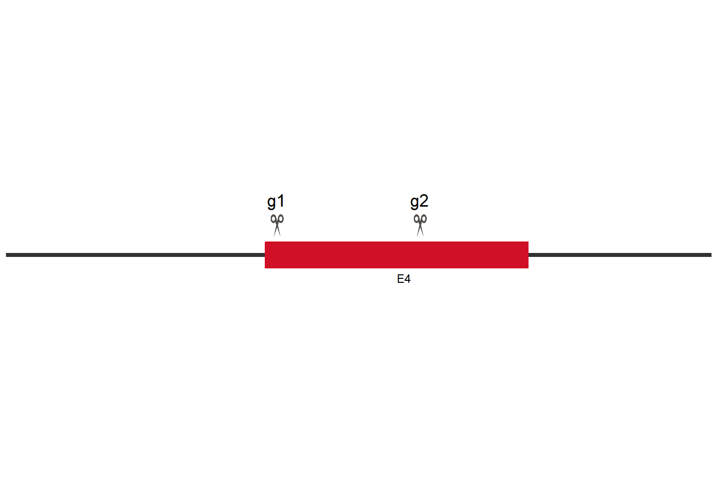 IDH1 Knockout cell line (U-87 MG) Target region