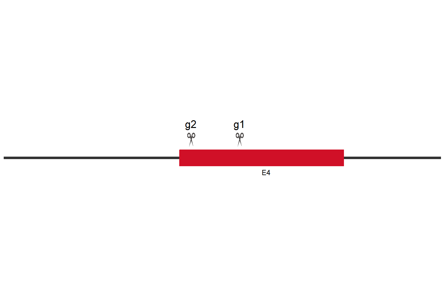 ACVR1 Knockout cell line (Hep G2) Target region