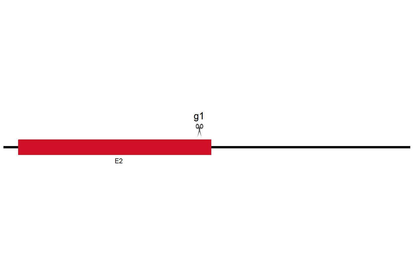 SLC15A4 Knockout cell line (HeLa) Target region