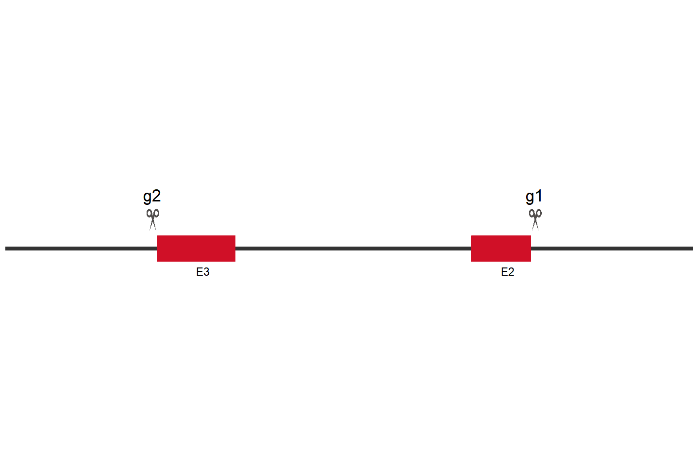 VAMP2 Knockout cell line (THP-1) Target region