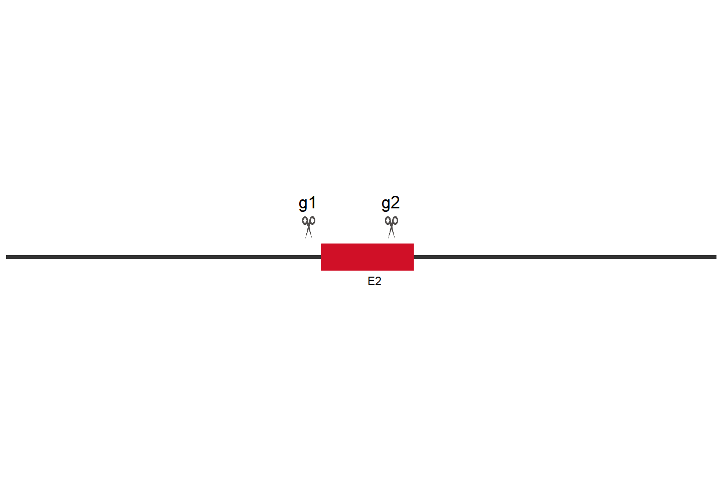 FCER1G Knockout cell line (NK-92) Target region