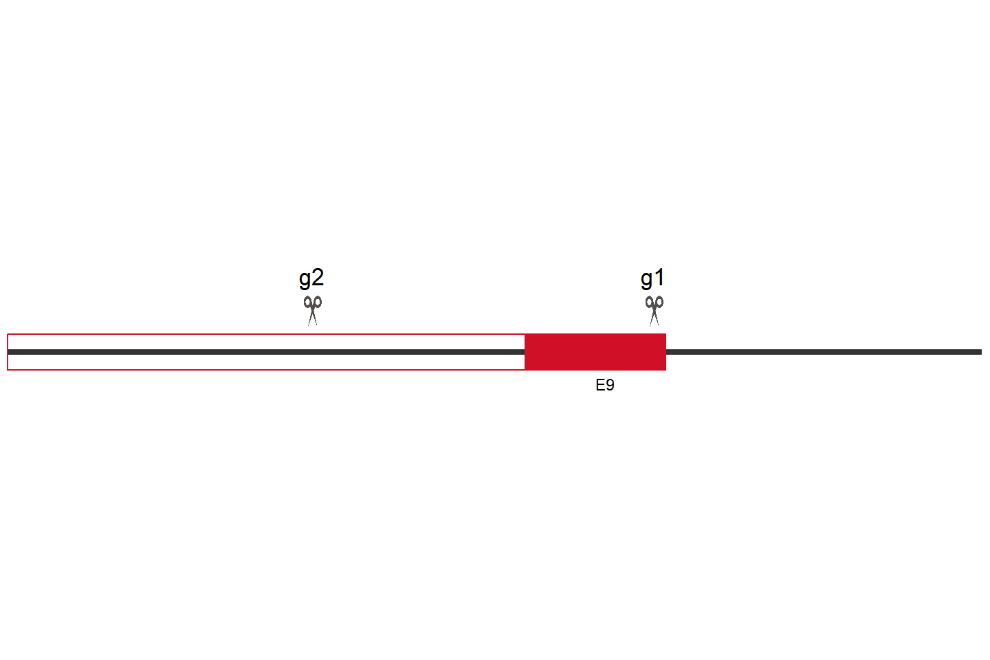 LAMP2 Knockout cell line (U-2 OS) Target region