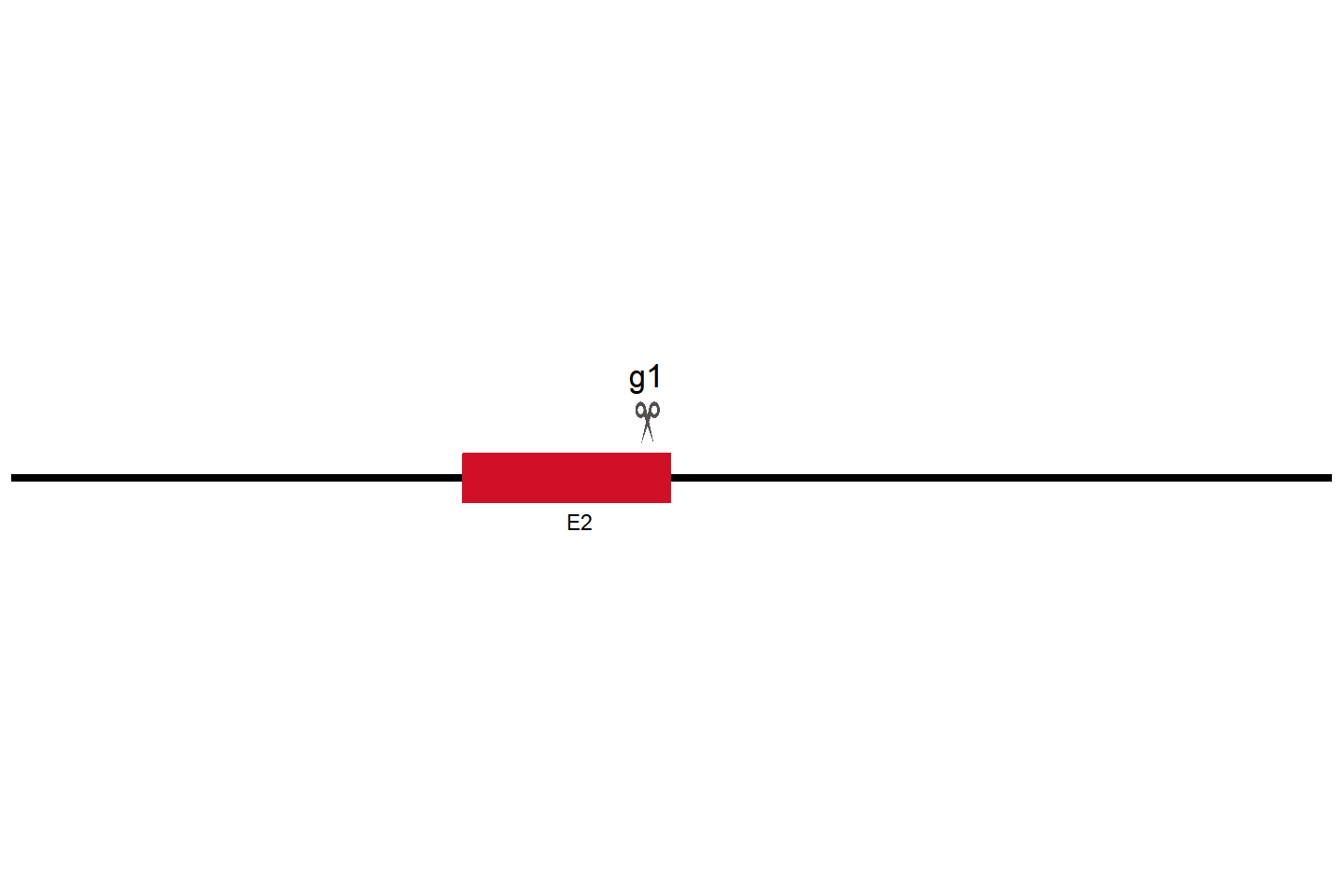 CLEC3B Knockout cell line (HMC3) Target region