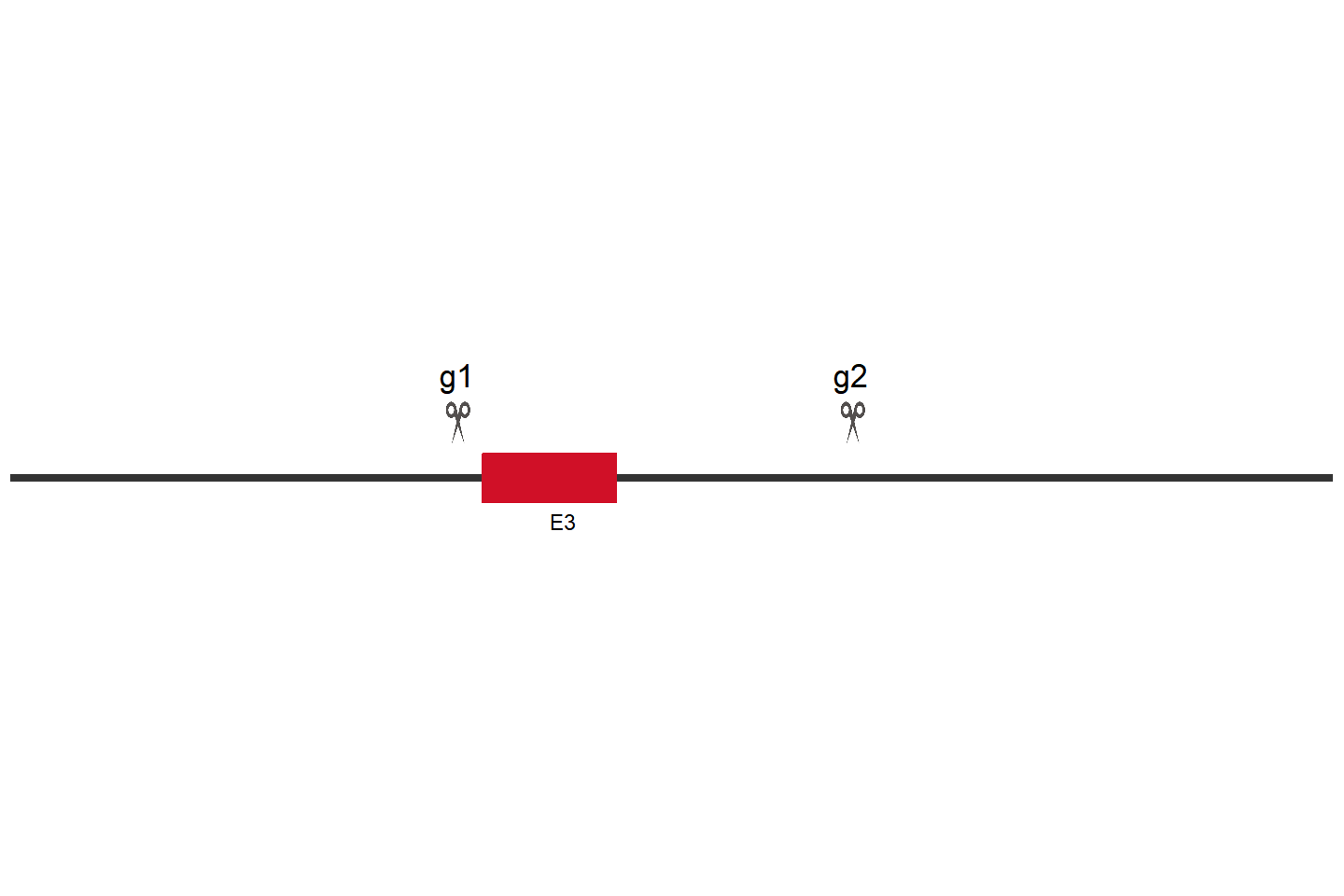 NAA20 Knockout cell line (HeLa) Target region