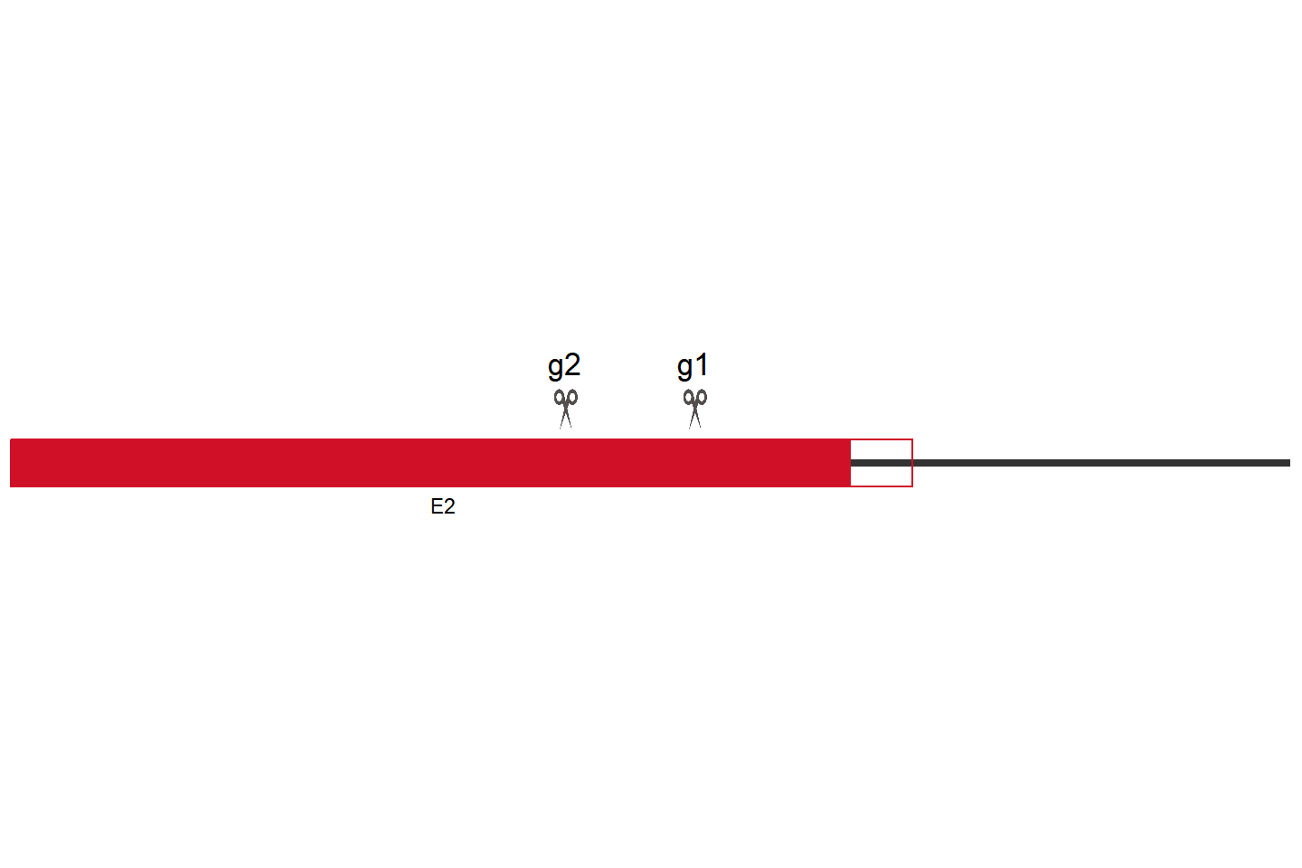 CXCR1 Knockout cell line (HCT 116) Target region