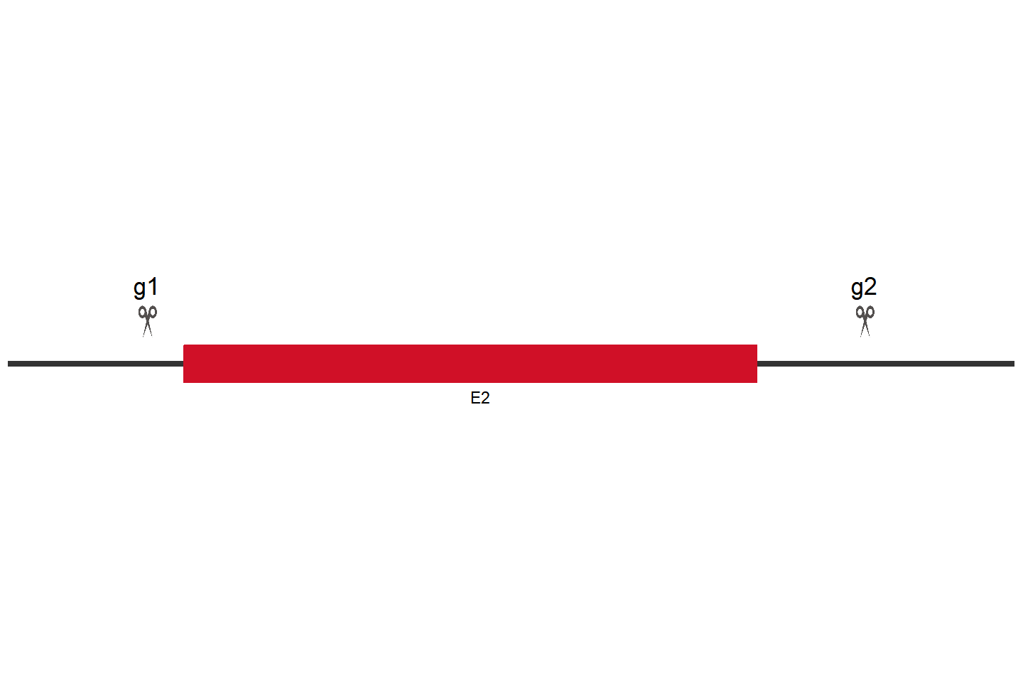 ATP7B Knockout cell line （Hep G2） Target region