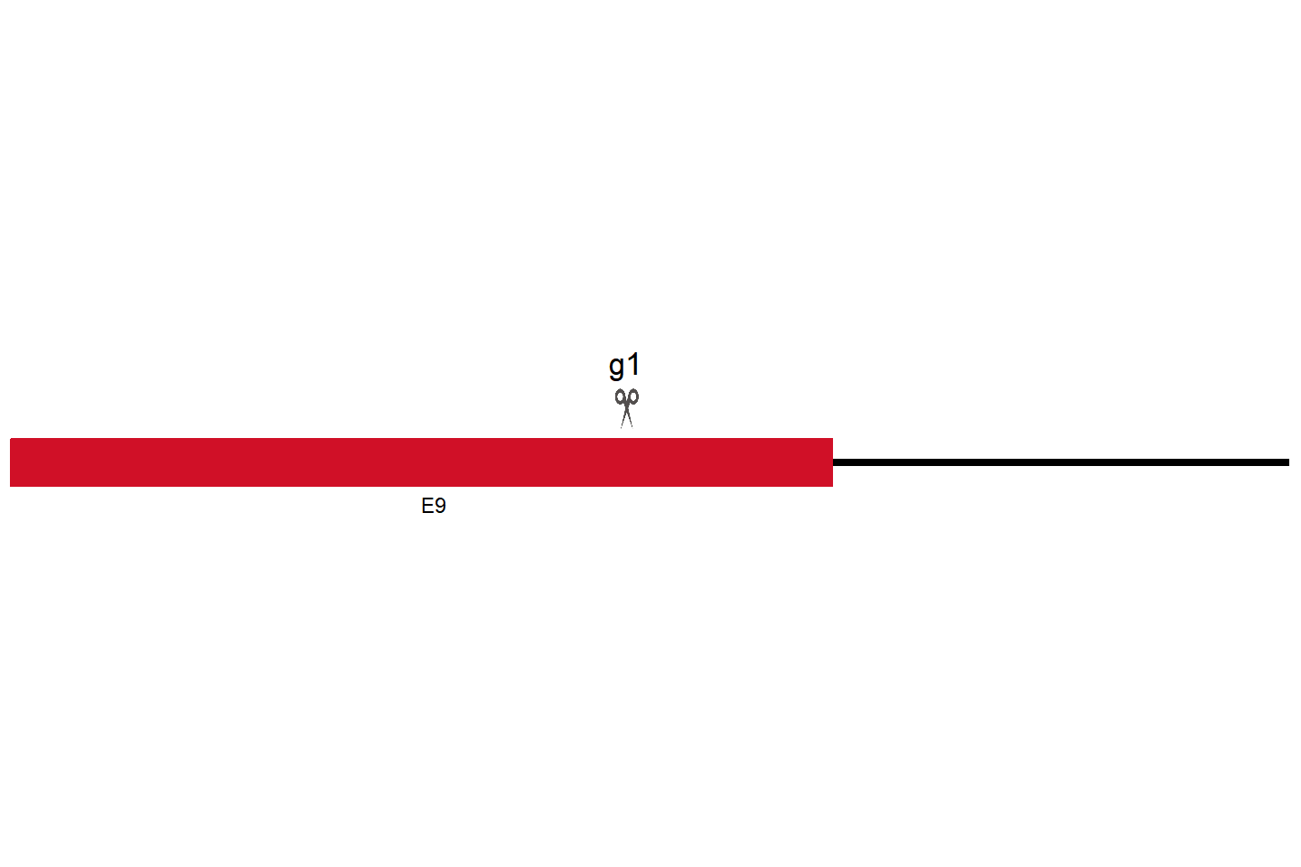 ATRX Knockout cell line （143B） Target region