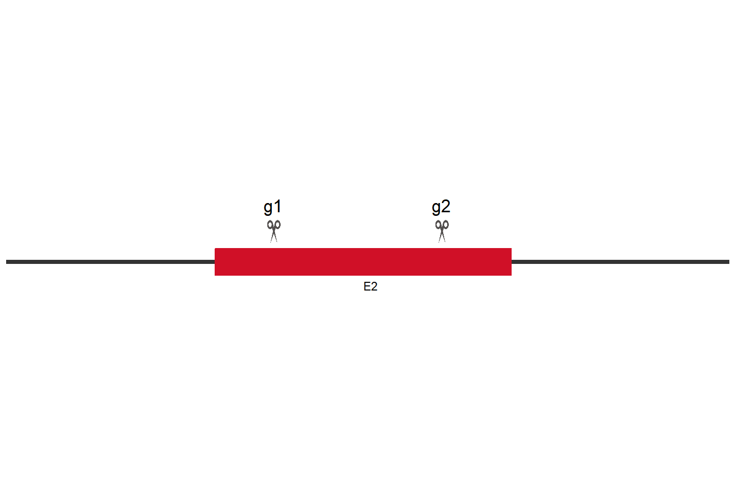 ANO1 Knockout cell line (PC-3) Target region