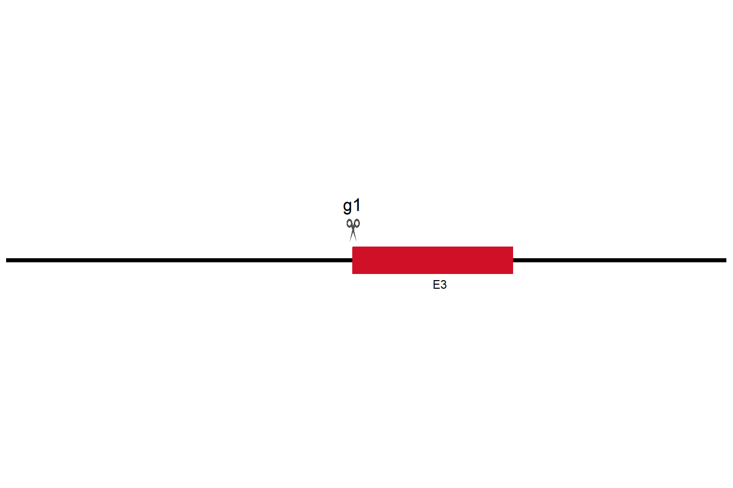 NAA25 Knockout cell line (HeLa) Target region