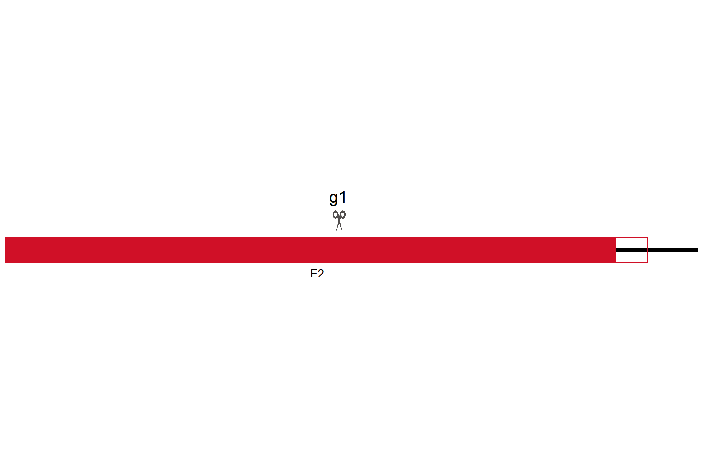 CYP1A1 Knockout cell line (NK-92) Target region