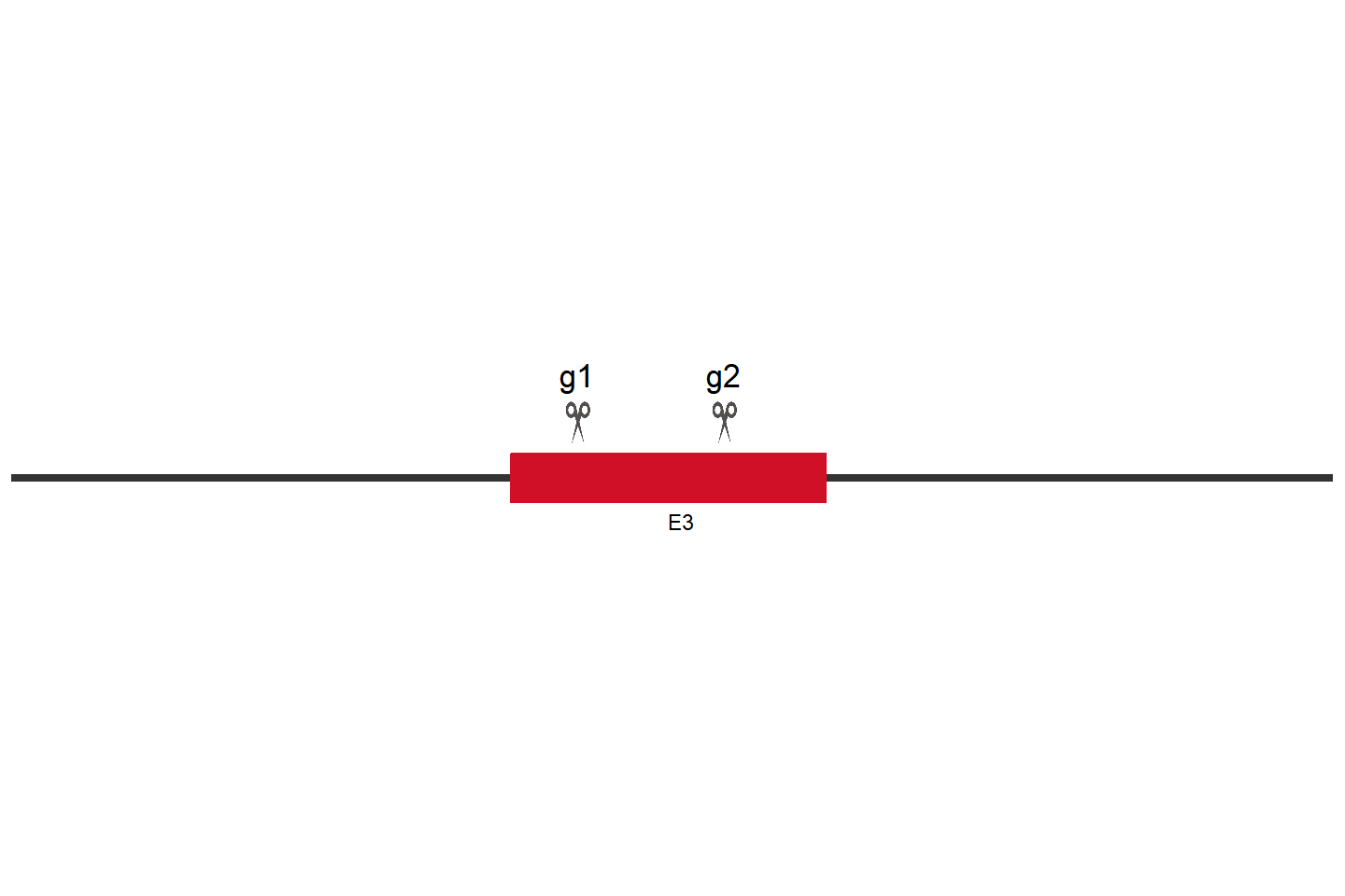 CASP2 Knockout cell line (Hep G2) Target region