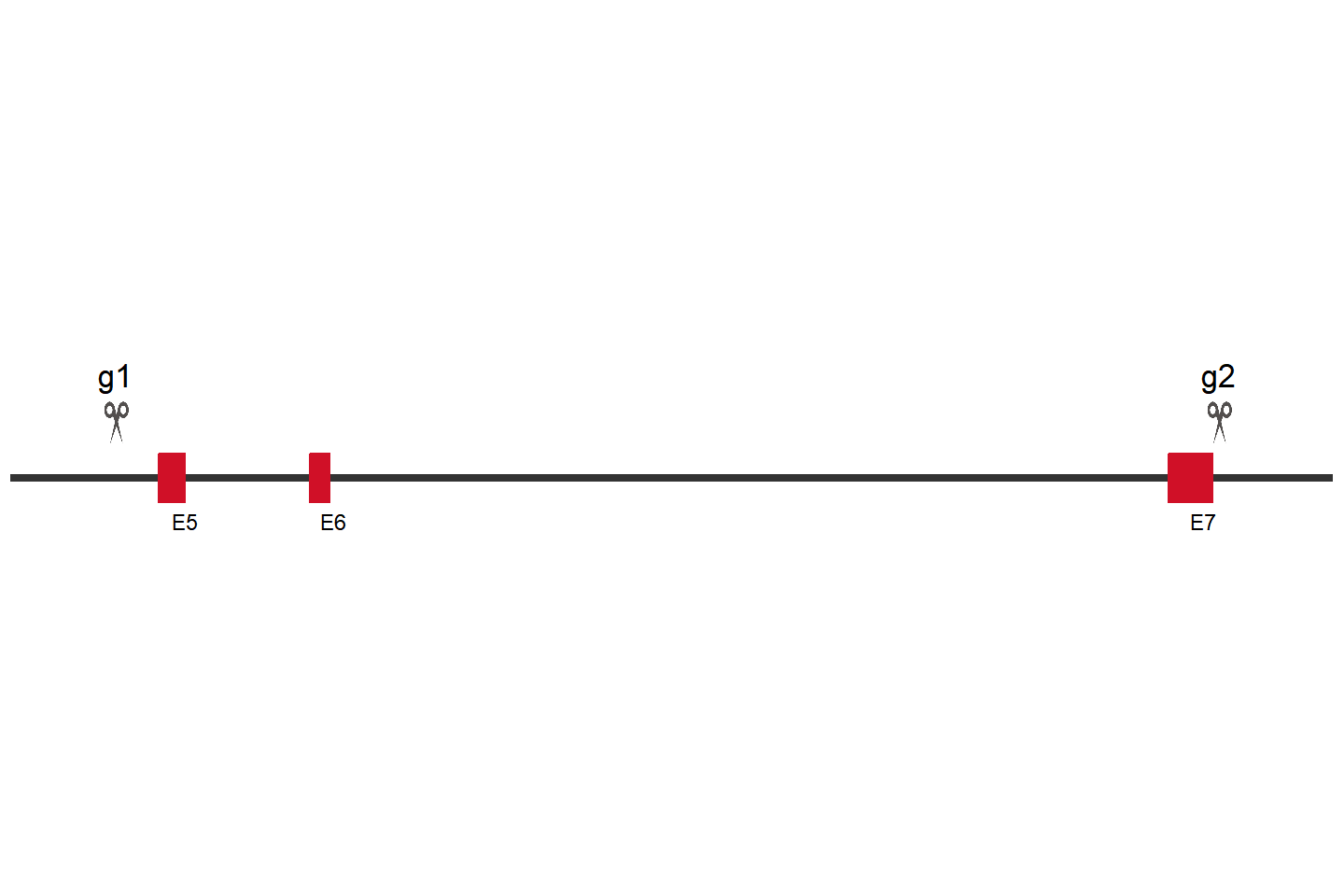 PFKFB3 Knockout cell line （BEAS-2B） Target region