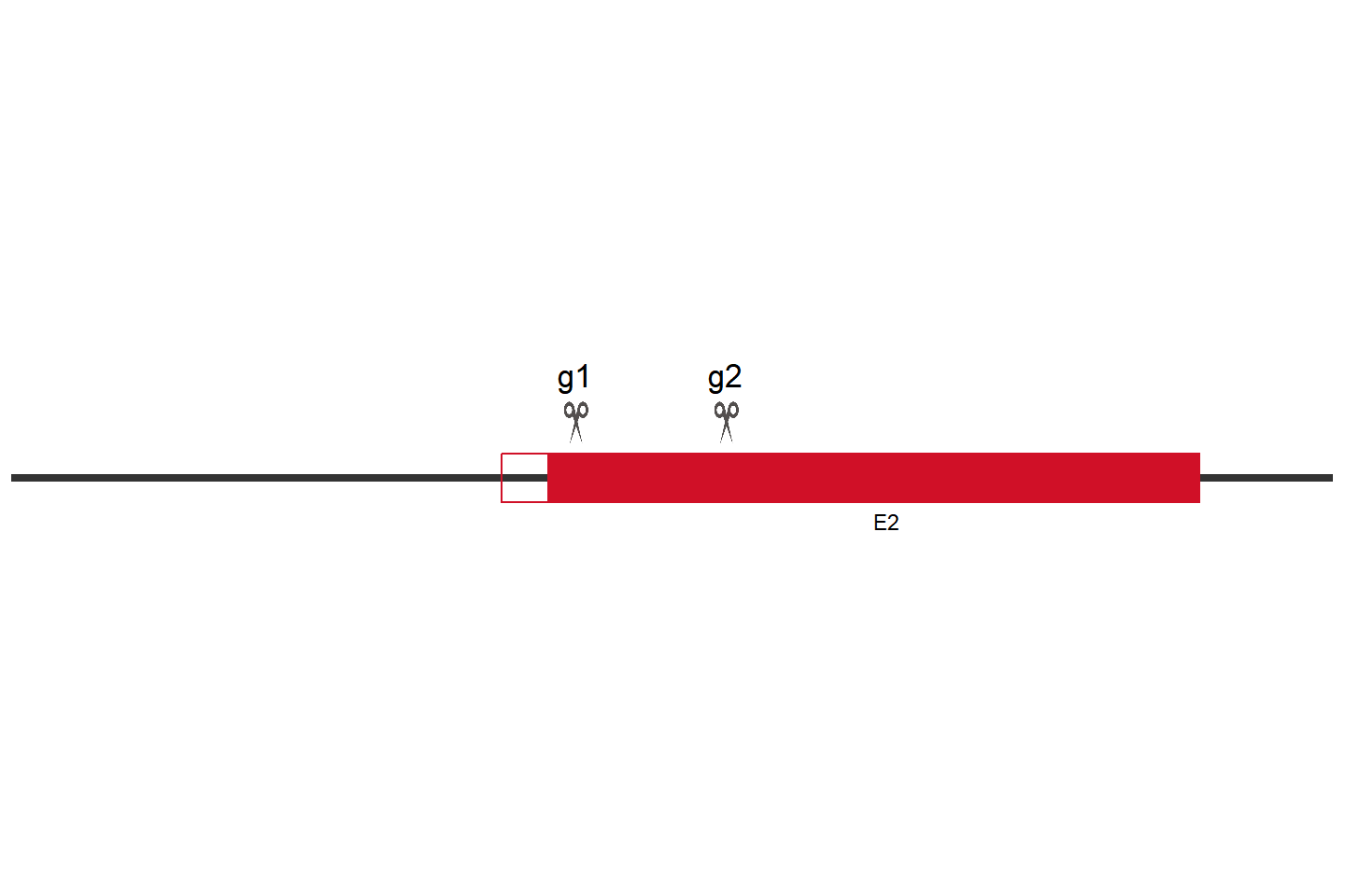 ACTL8 Knockout cell line (HCT 116) Target region