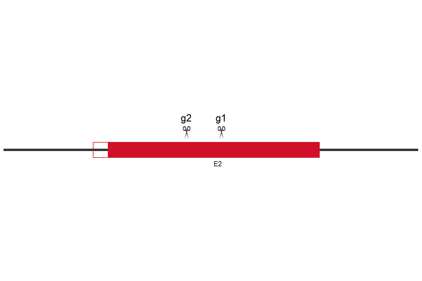 ACTL8 Knockout cell line (A549) Target region