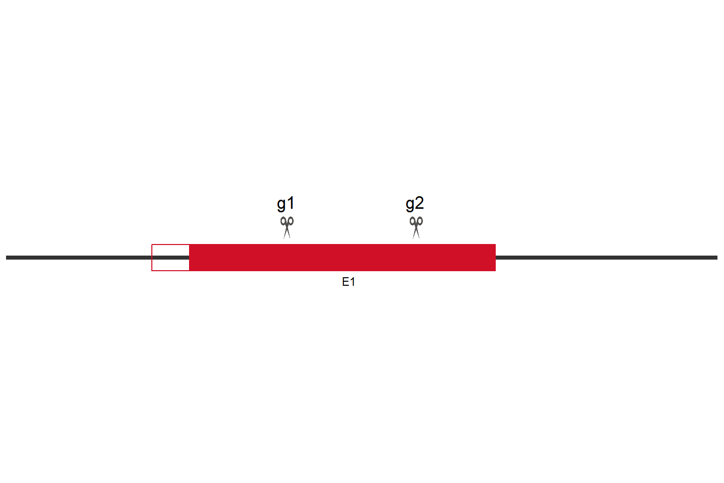 MYD88 Knockout cell line (HCT 116) Target region