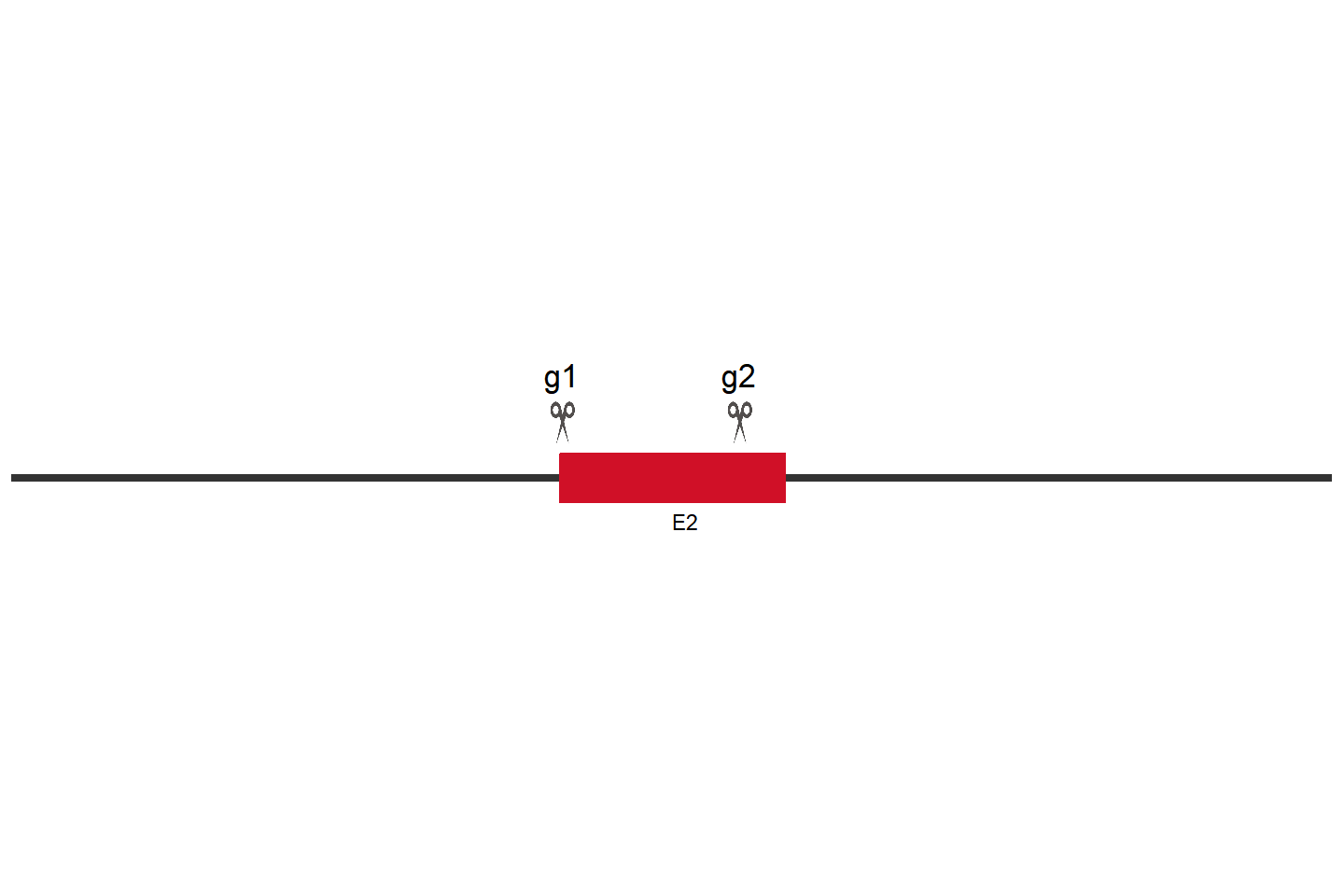 TALDO1 Knockout cell line （HT-29） Target region