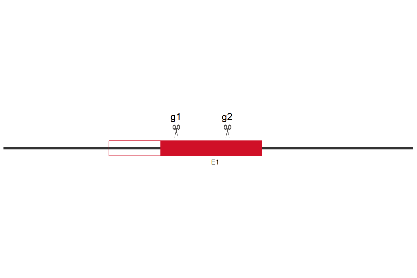 OAS2 Knockout cell line （A549） Target region