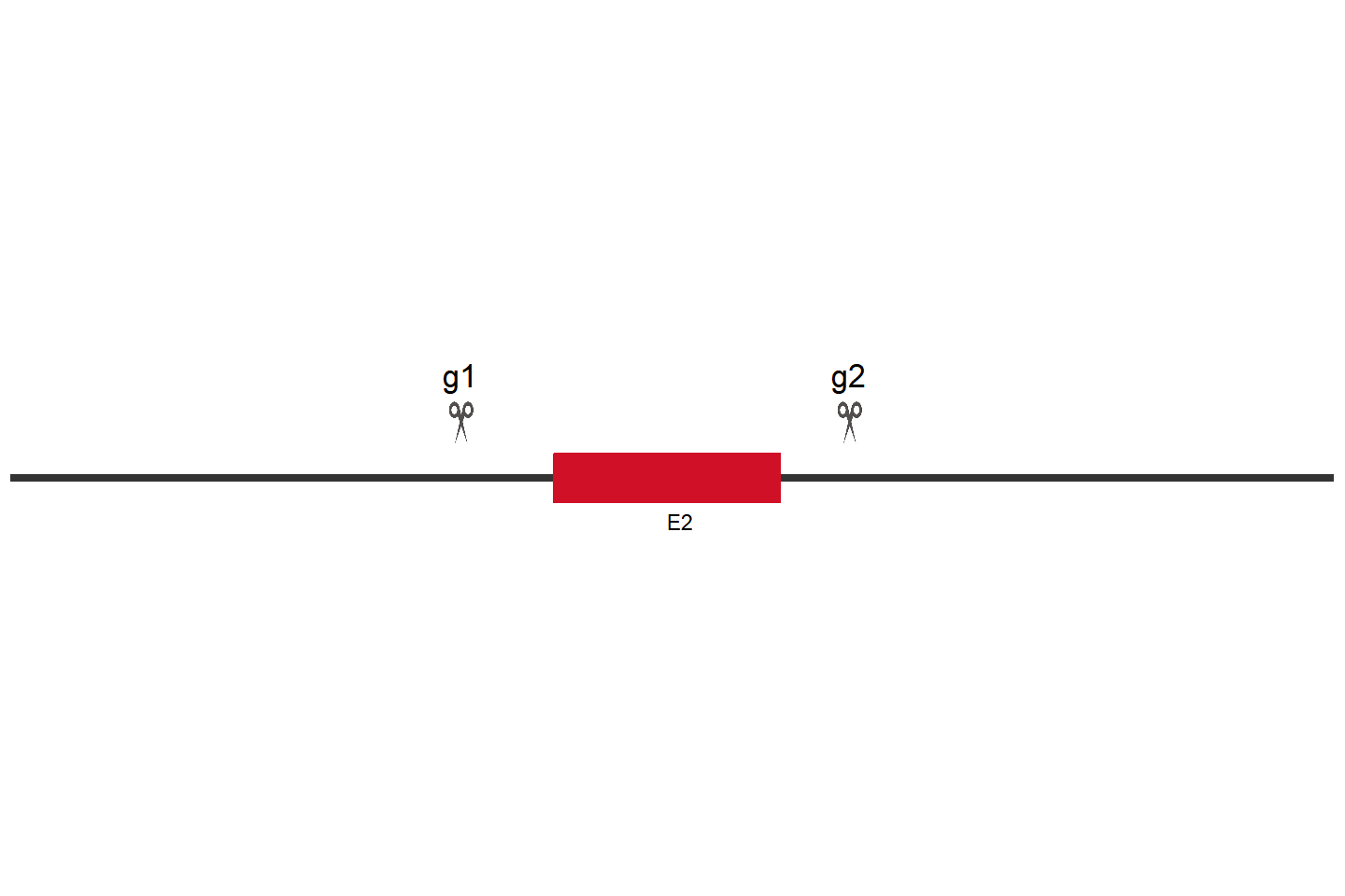 PHGDH Knockout cell line （A549） Target region