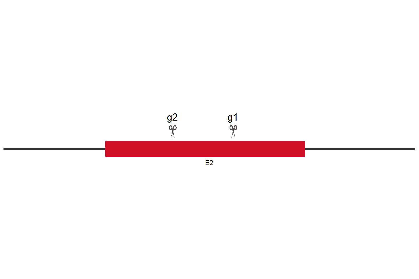 CD47 Knockout cell line （HCT 116） Target region