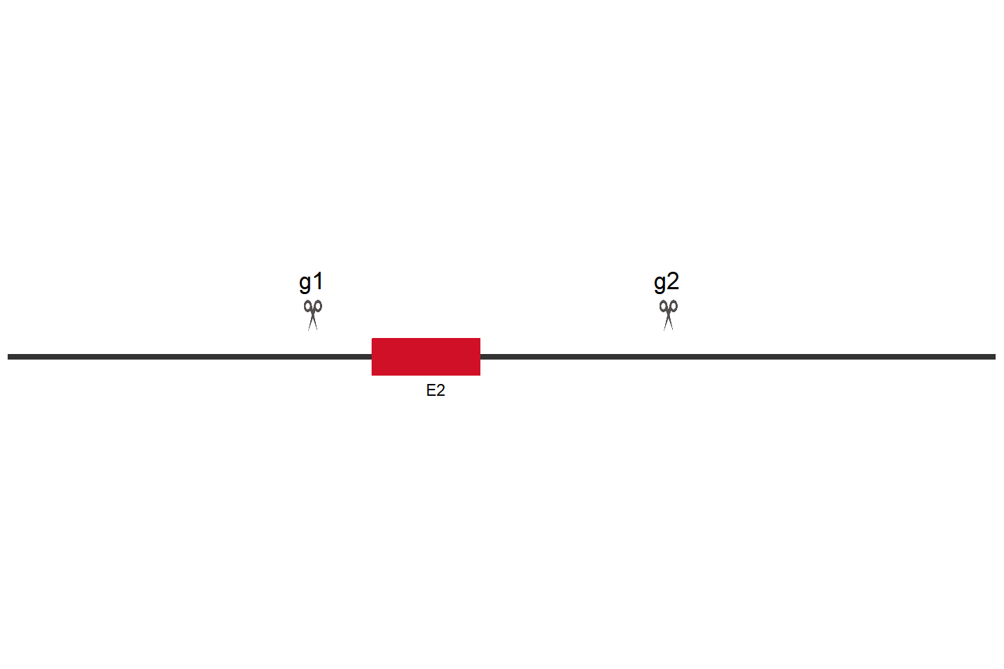 HPRT1 knockout cell line (HEK293) Target region