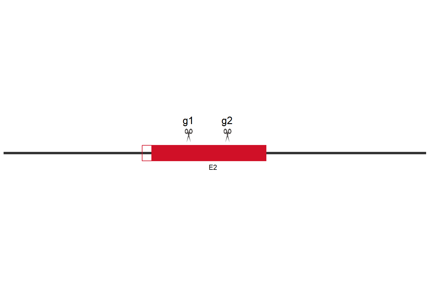 IKBKG knockout cell line （HeLa） Target region