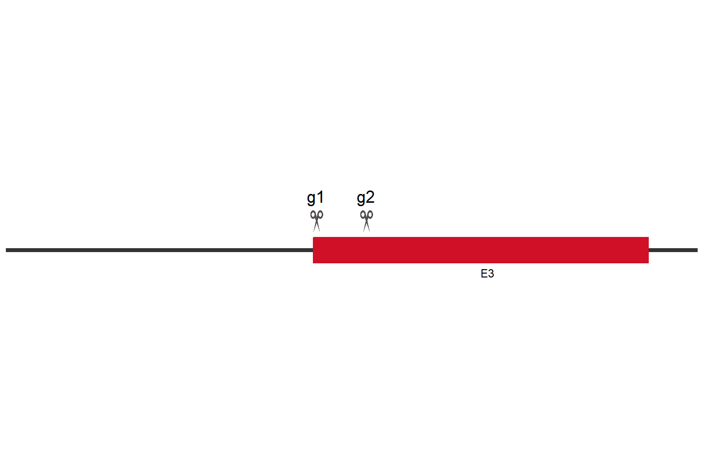 LGALS3 Knockout cell line (JIMT-1) Target region