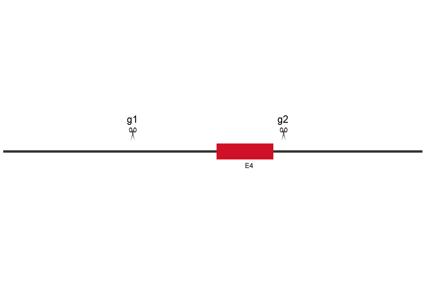 VDR knockout cell line (HEK293） Target region