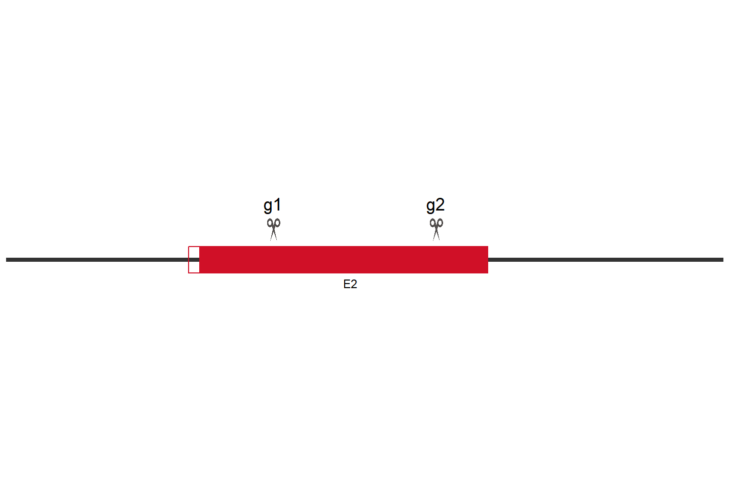 ESRRA knockout cell line (HCT 116) Target region