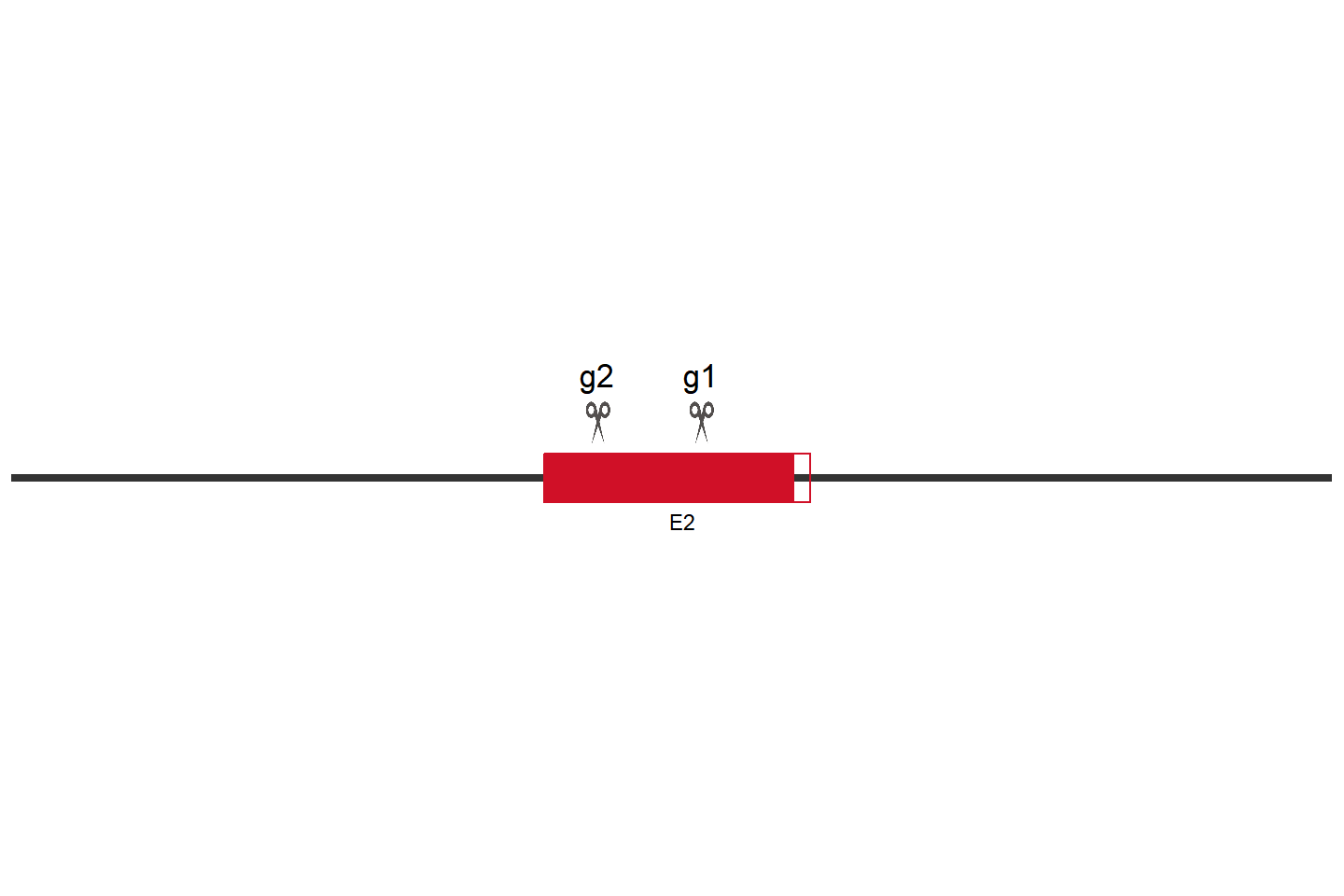 GSS knockout cell line (HeLa) Target region