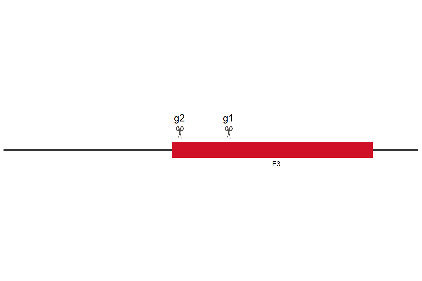 CD274 knockout cell line (A549) Target region