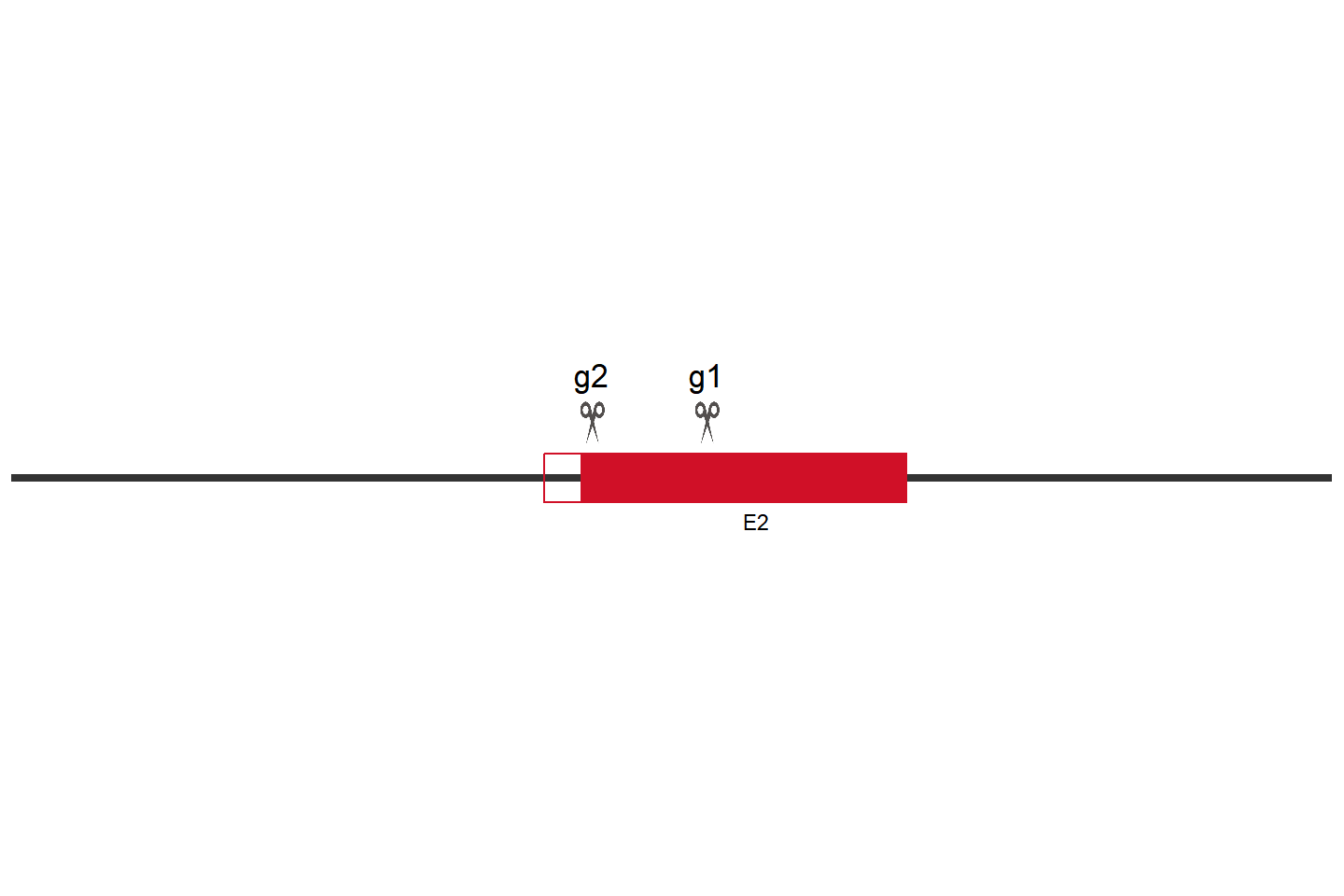 KYNU knockout cell line (A549) Target region