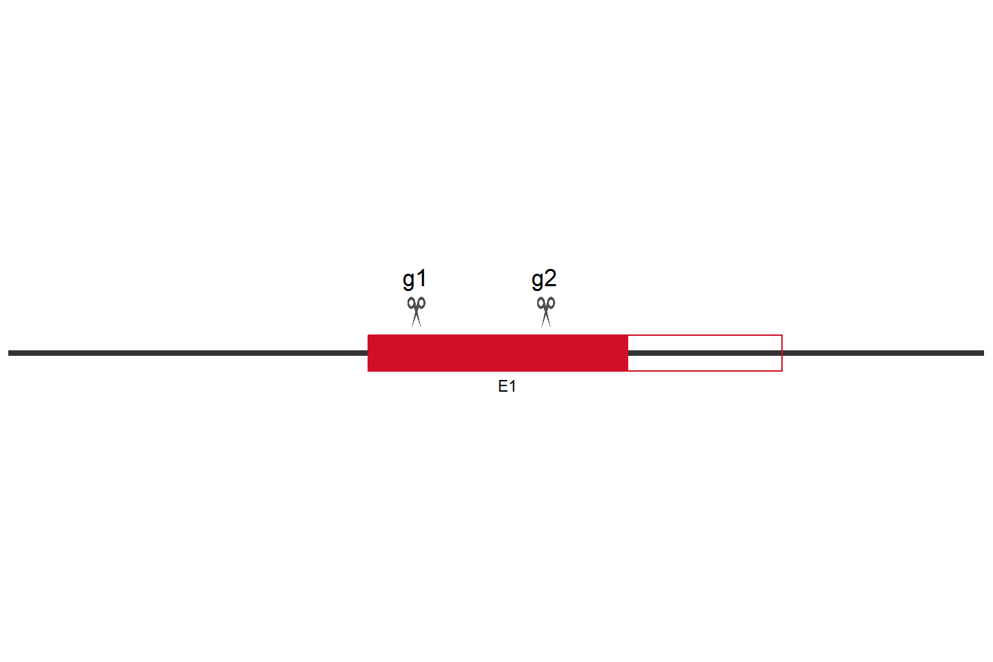 CYP51A1 Knockout cell line(Hep G2） Target region