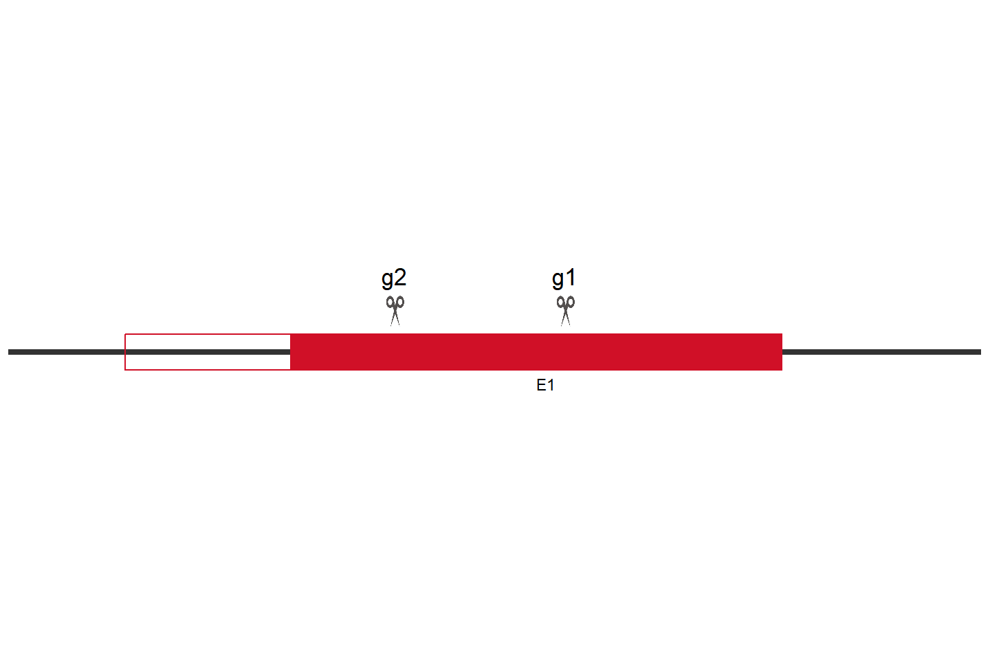 KHDRBS1 knockout cell line (HeLa) Target region