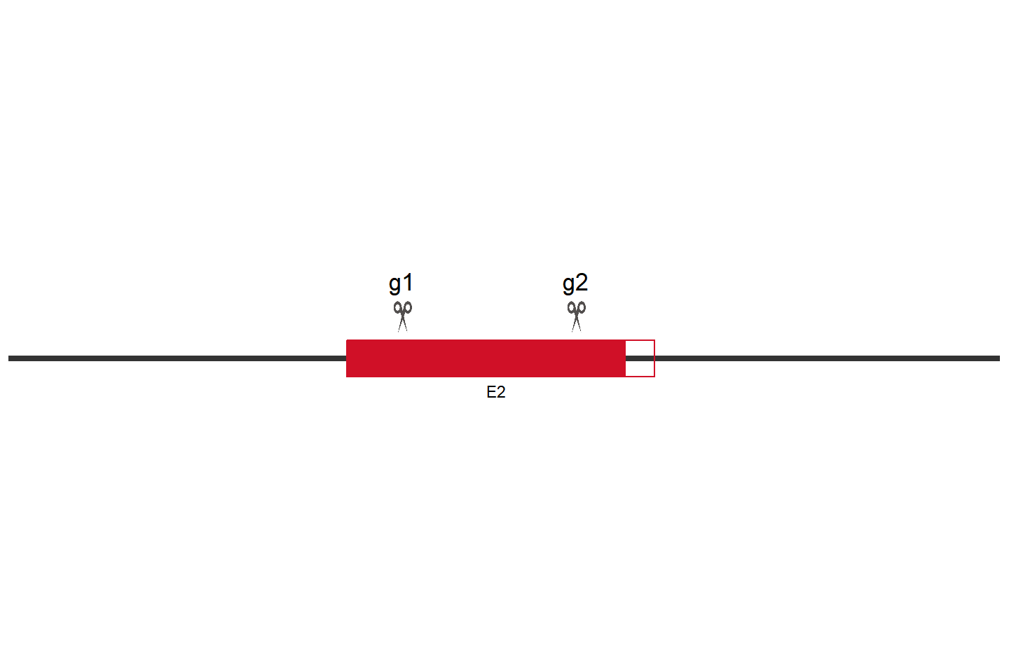 TFEB knockout cell line （HeLa） Target region