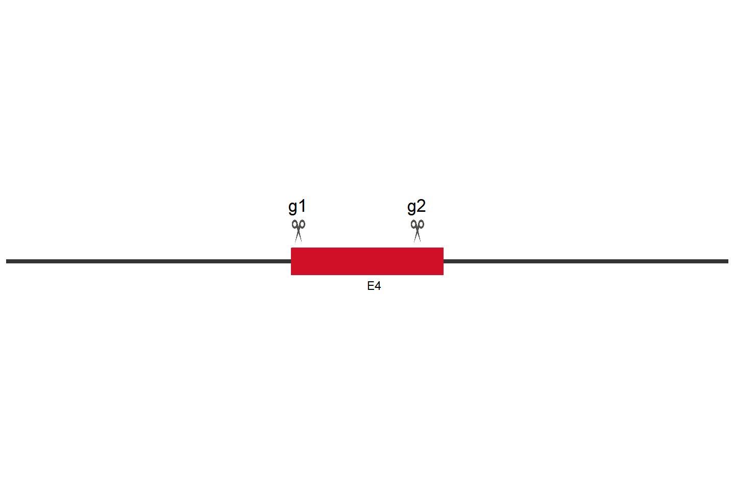 RUNX2 Knockout cell line(HCT 116) Target region