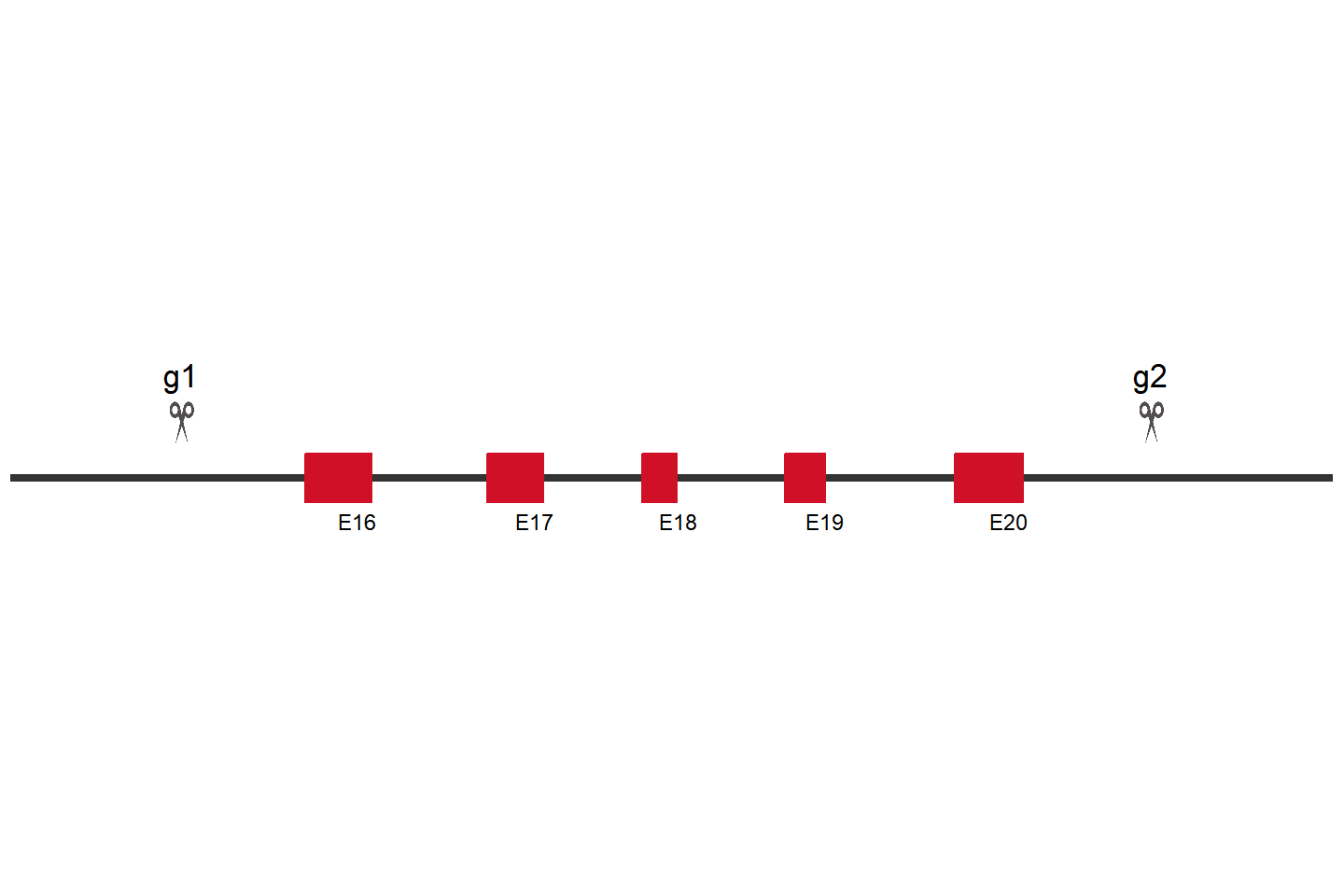 RNF123 Knockout cell line(HEK293) Target region