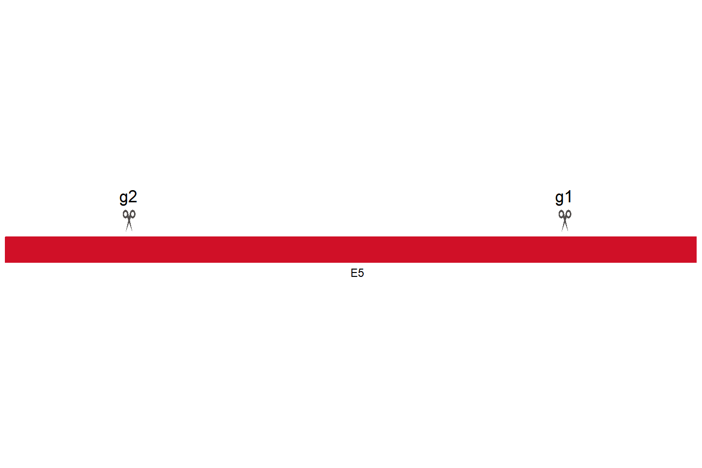 SAMD9L Knockout cell line(U-87 MG) Target region