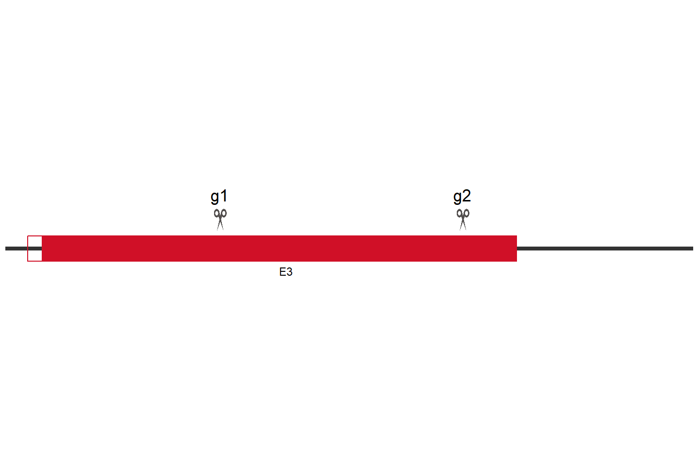 ACSF3 Knockout cell line(AGS) Target region