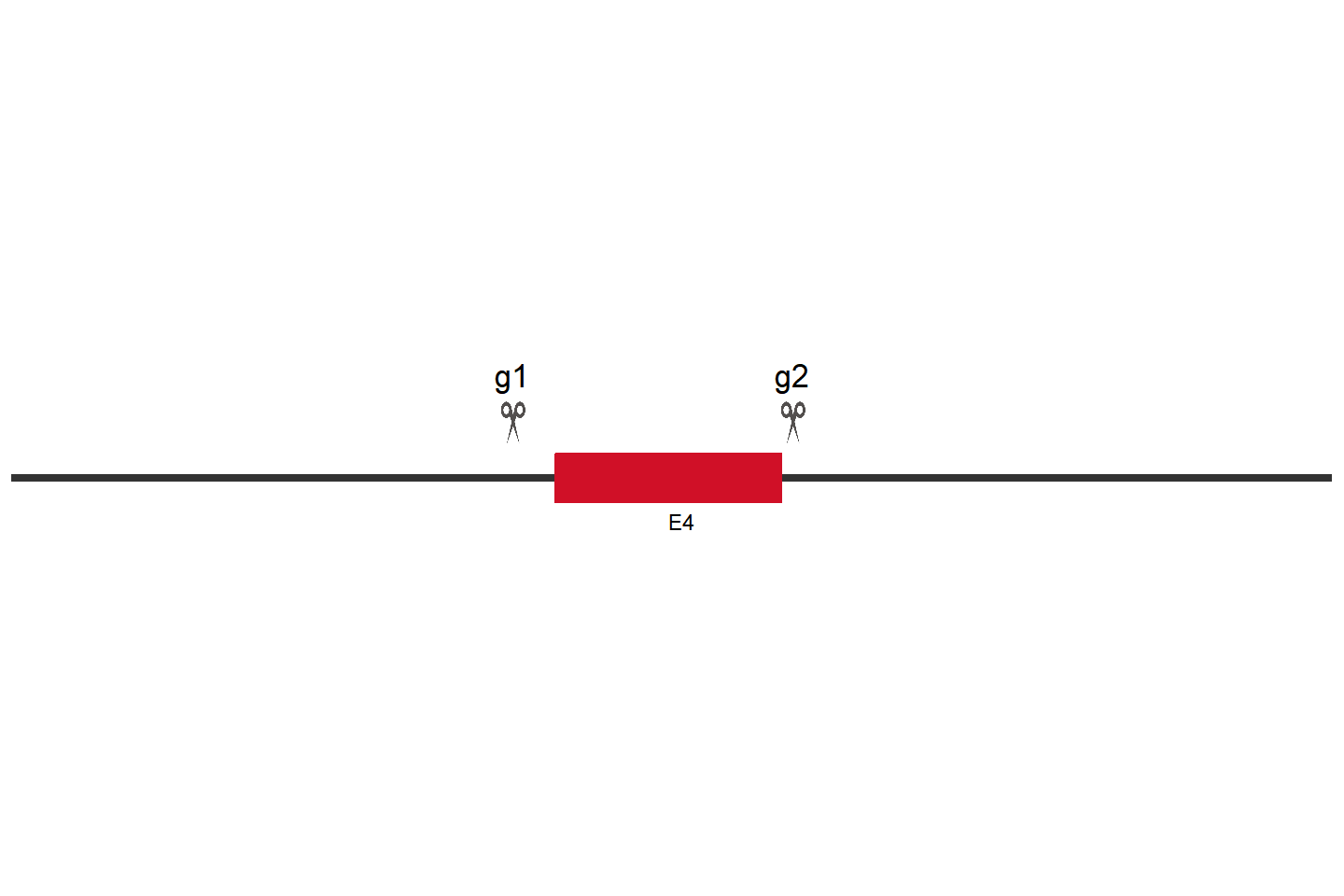 AP1B1 Knockout cell line(Hep G2) Target region