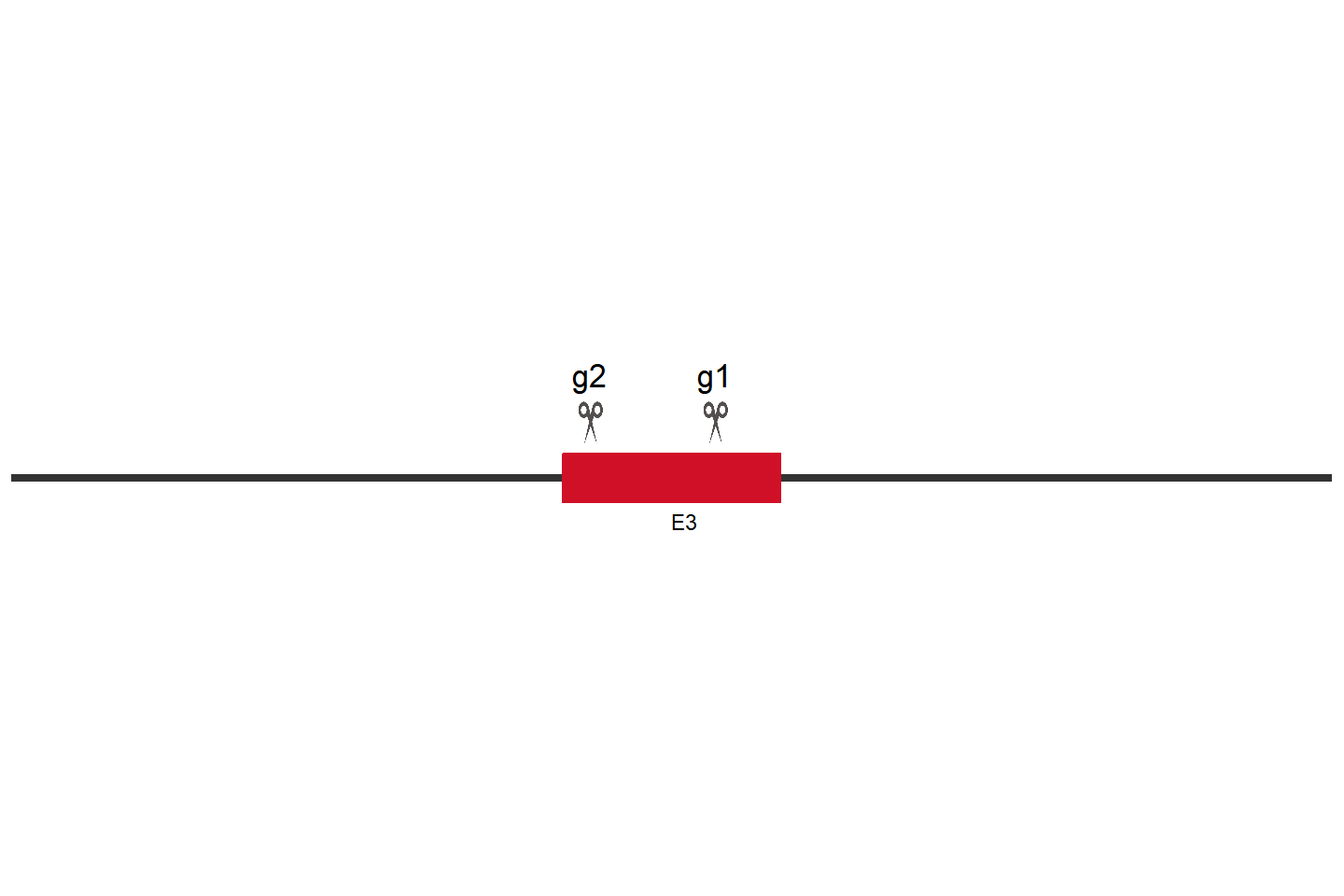 ESRP2 Knockout cell line(HT-29) Target region