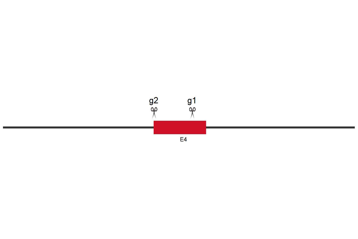 DVL1 Knockout cell line(HeLa) Target region