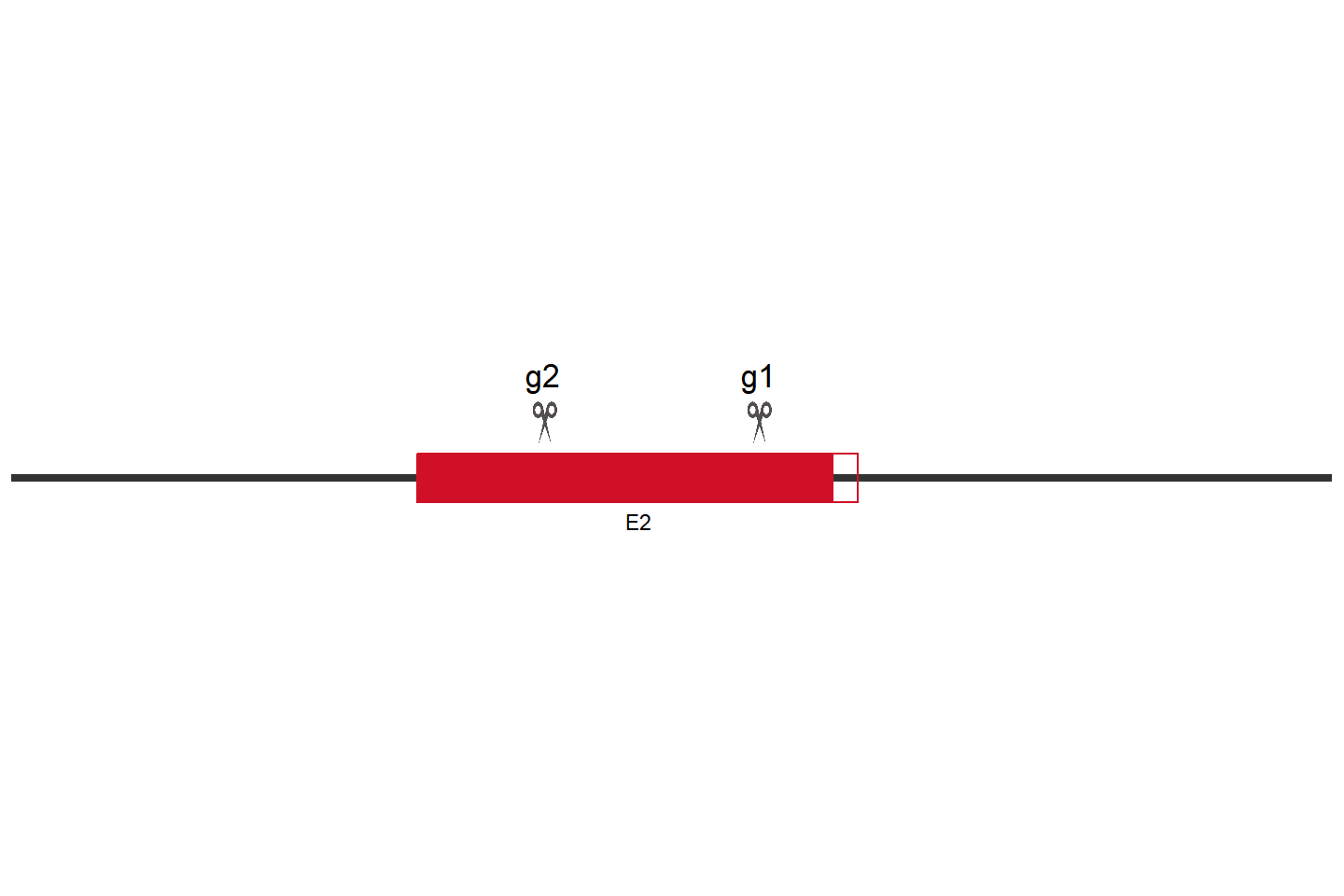 GSDMB Knockout cell line (HTR-8/SVneo) Target region