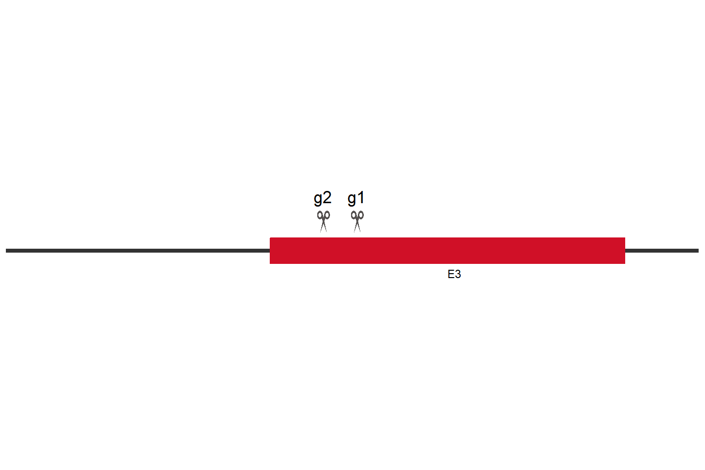 CD86 Knockout cell line (HEK293) Target region