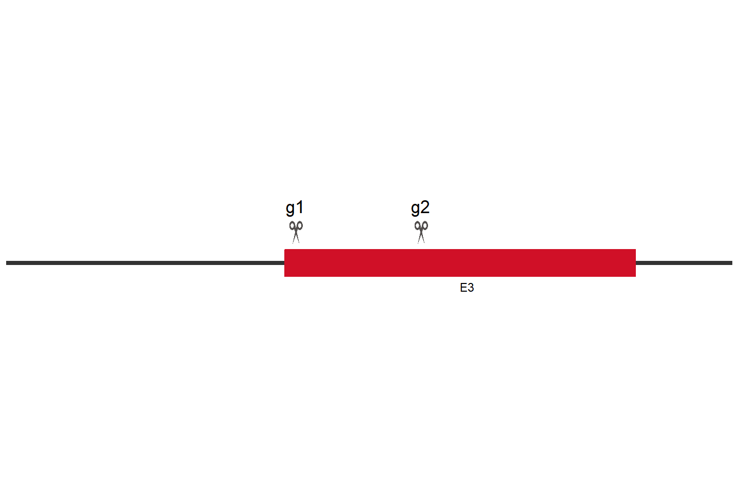 BTBD9 Knockout cell line (SH-SY5Y) Target region