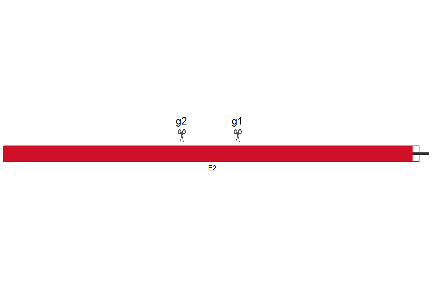 CCDC80 Knockout cell line (Hep G2) Target region