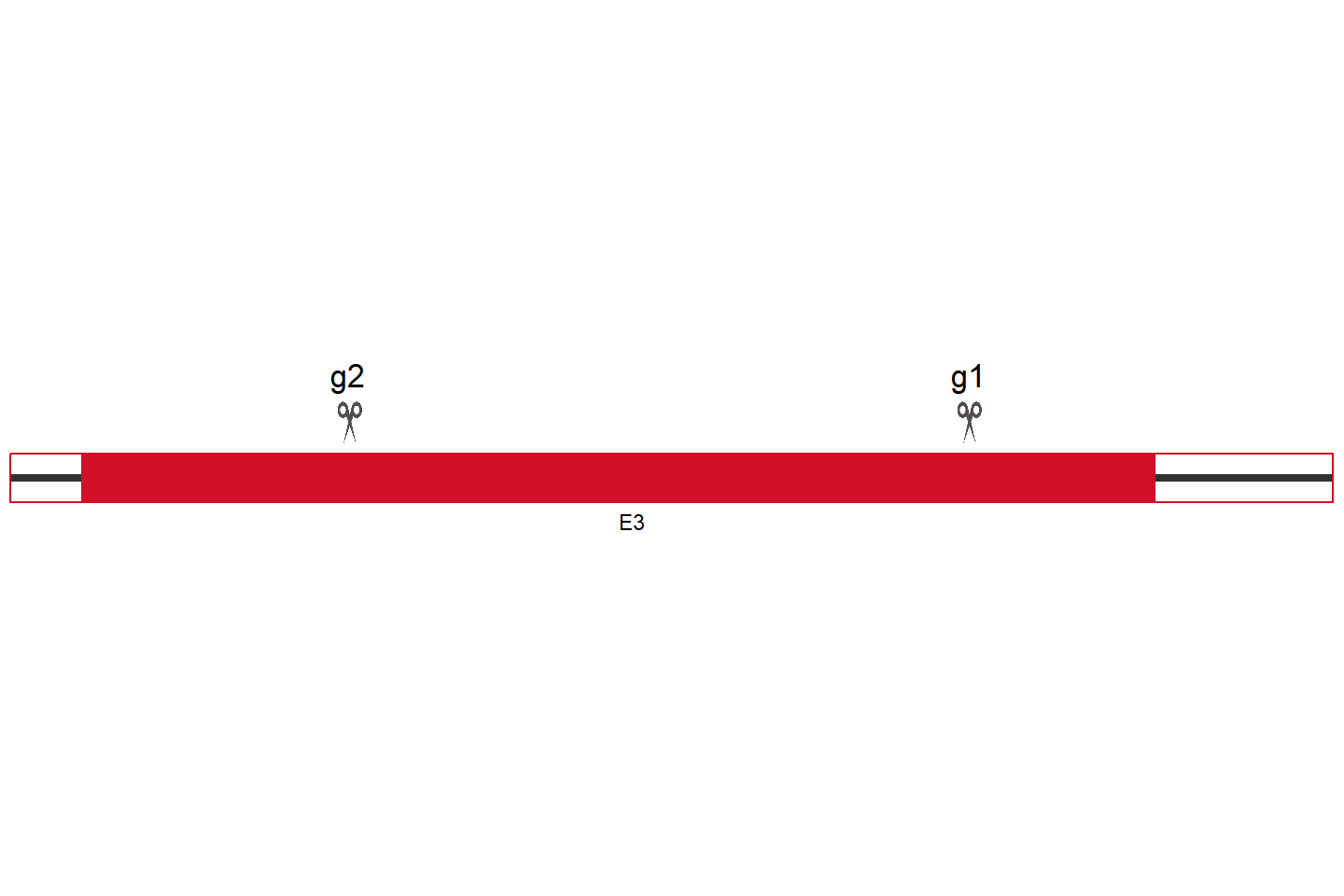 MAGEA4 Knockout cell line(A-375) Target region