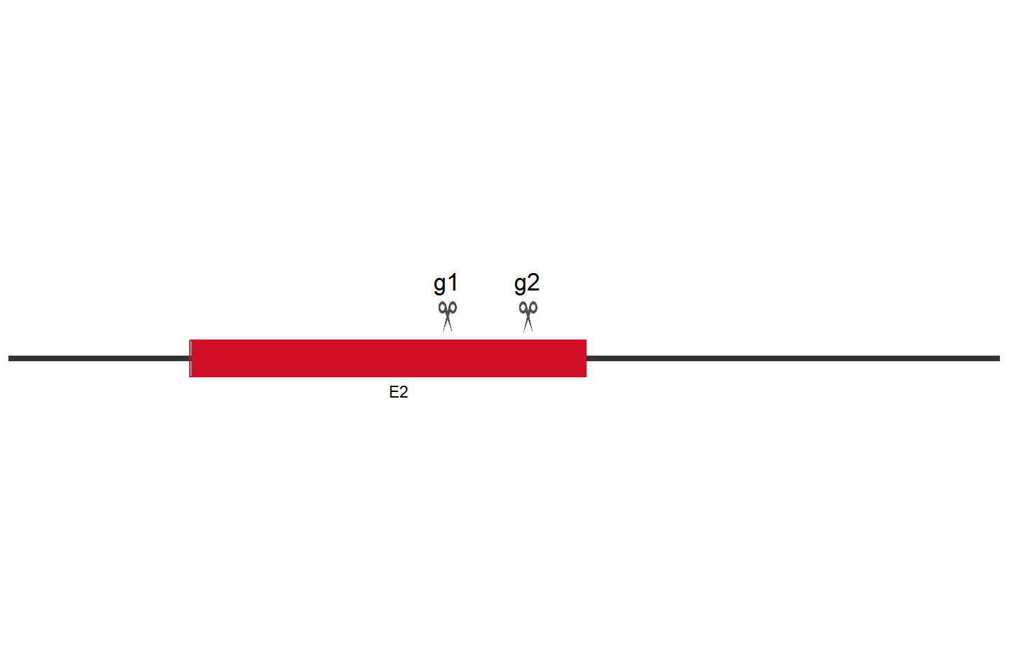 SERPINE1 Knockout cell line (U-87 MG) Target region