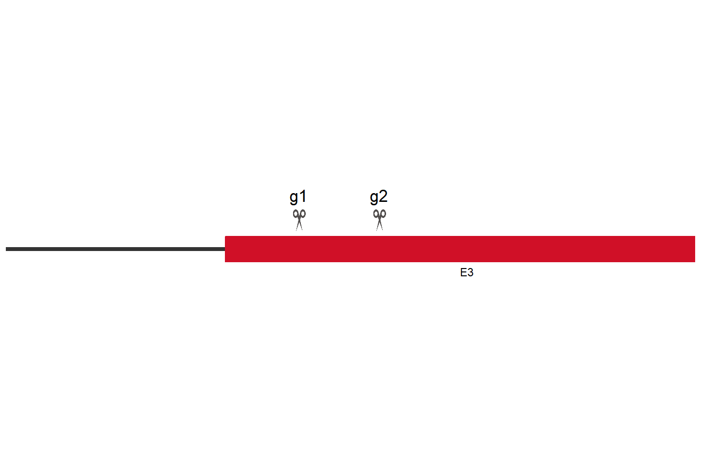 TLR4 Knockout cell line (THP-1) Target region