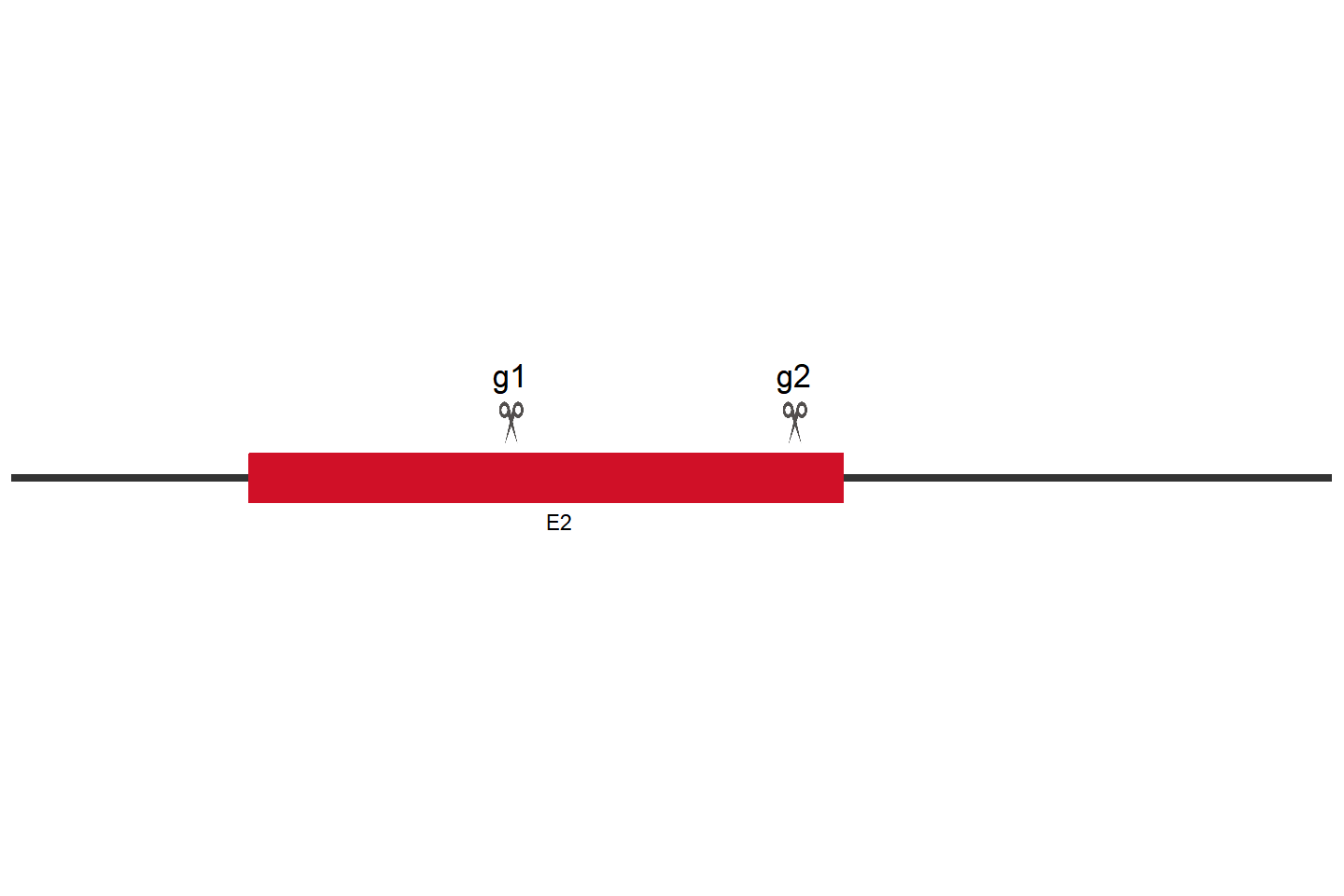 TREM1 Knockout cell line(HTR-8/SVneo) Target region