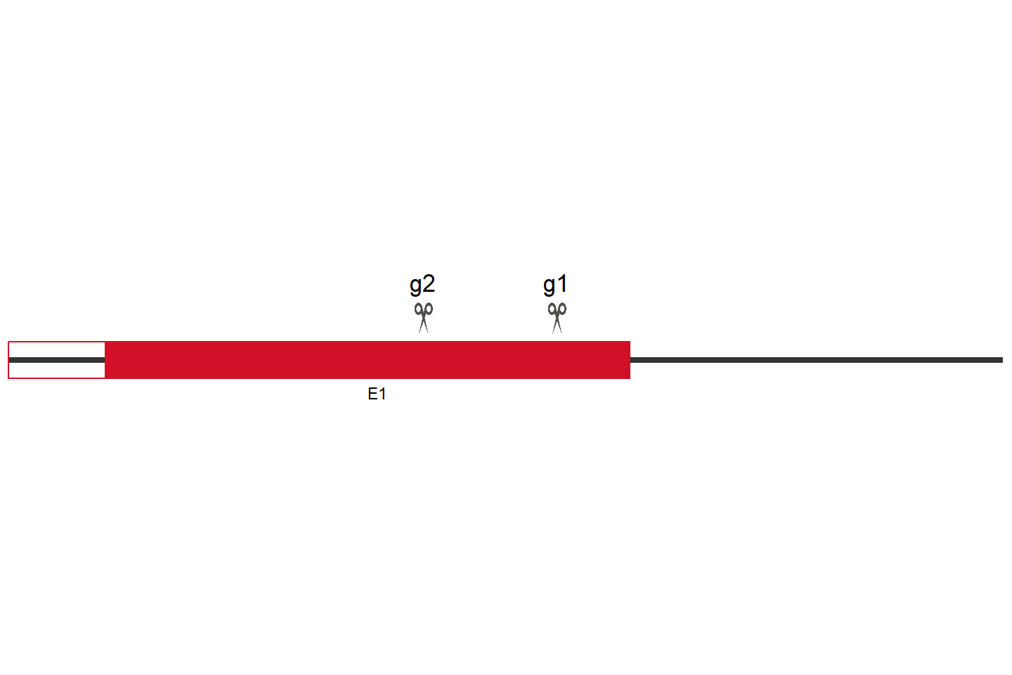 TRIM15 Knockout cell line(HCT 116) Target region